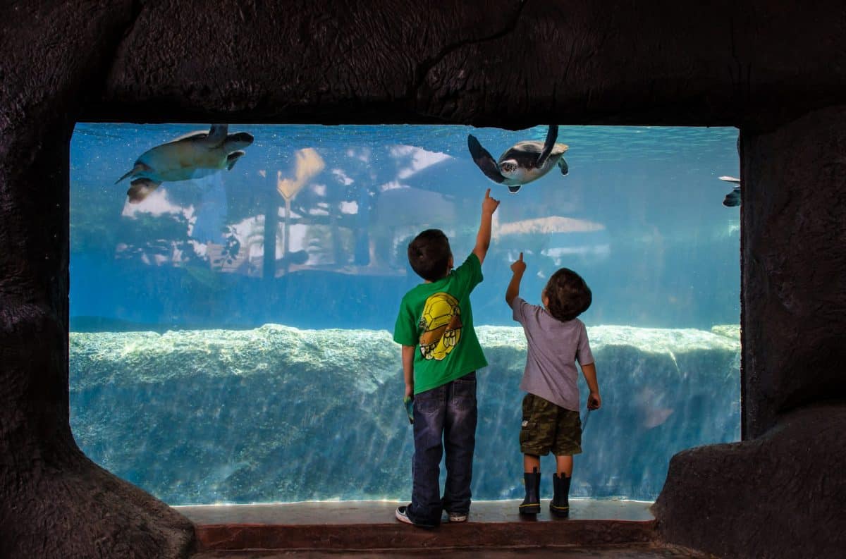 Children with Turtles at the aquarium
