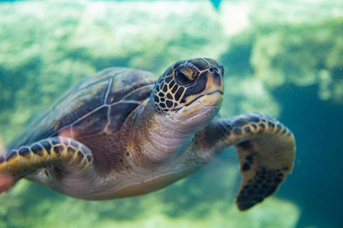 Our Turtle Lagoon Exhibit | Maui Ocean Center