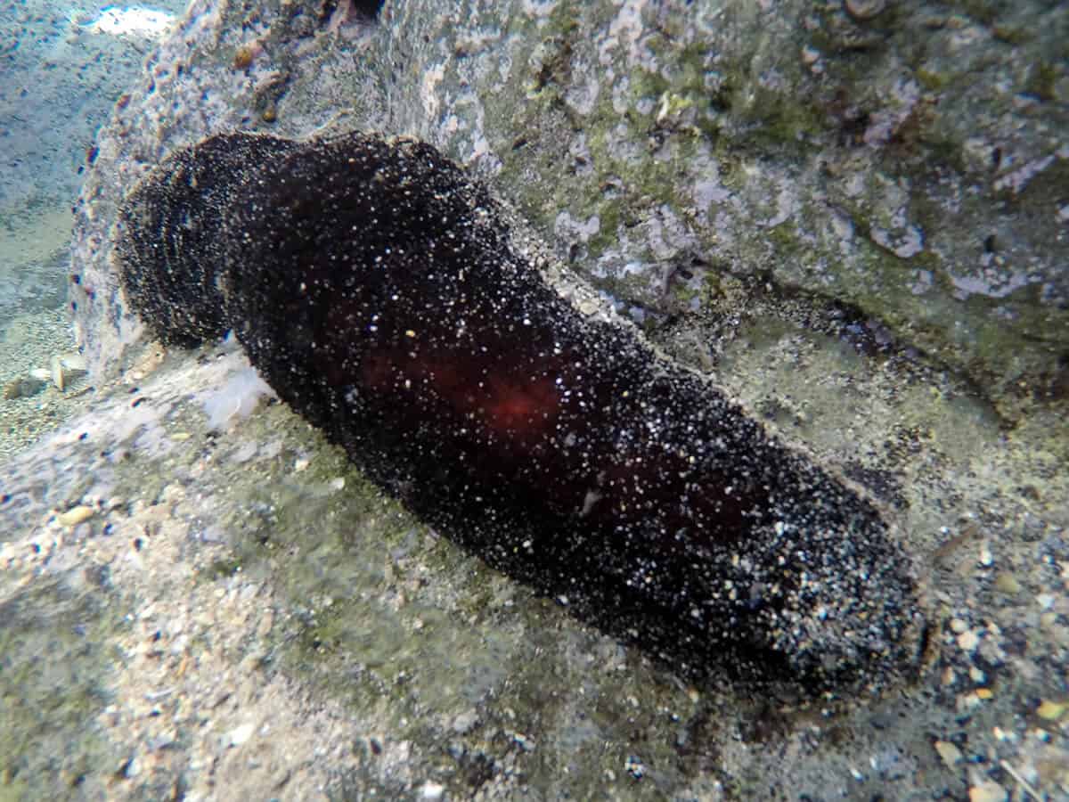 sea cucumber species