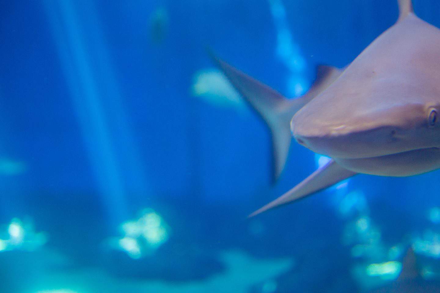 The Open Ocean Exhibit