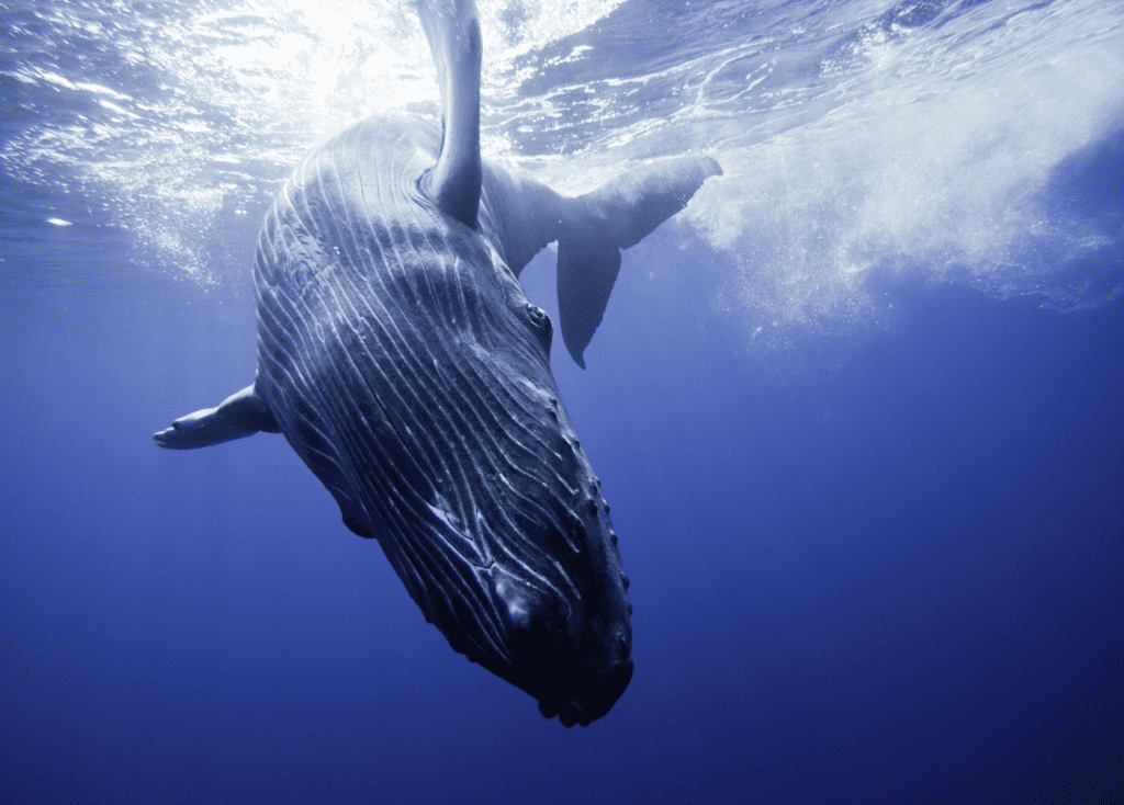 Humpback Whales | Hawaiian Marine Life