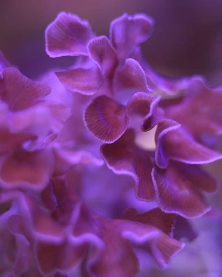 Vibrant garden of wondrous live corals
