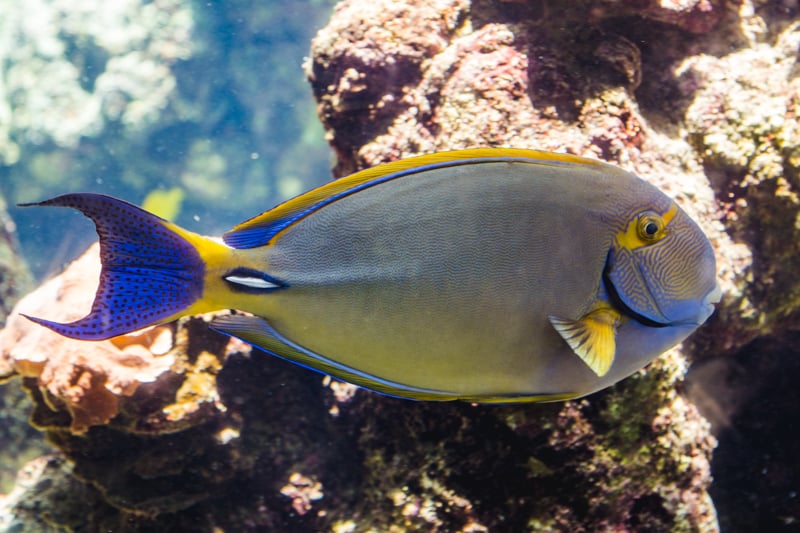 Eyestripe Surgeonfish