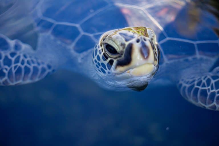 Navigating Maui’s Top Spots for Unforgettable Sea Turtle Encounters