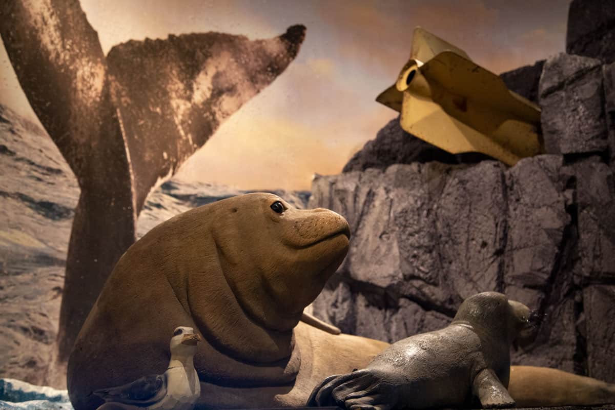 Kahoolawe Exhibit Marine Life