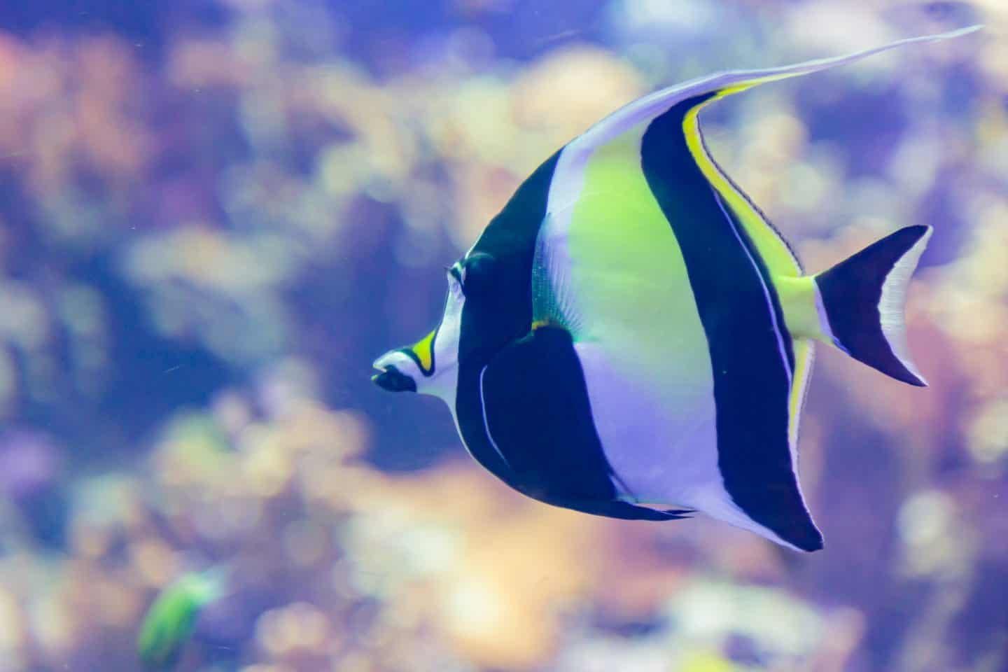 Moorish Idol
