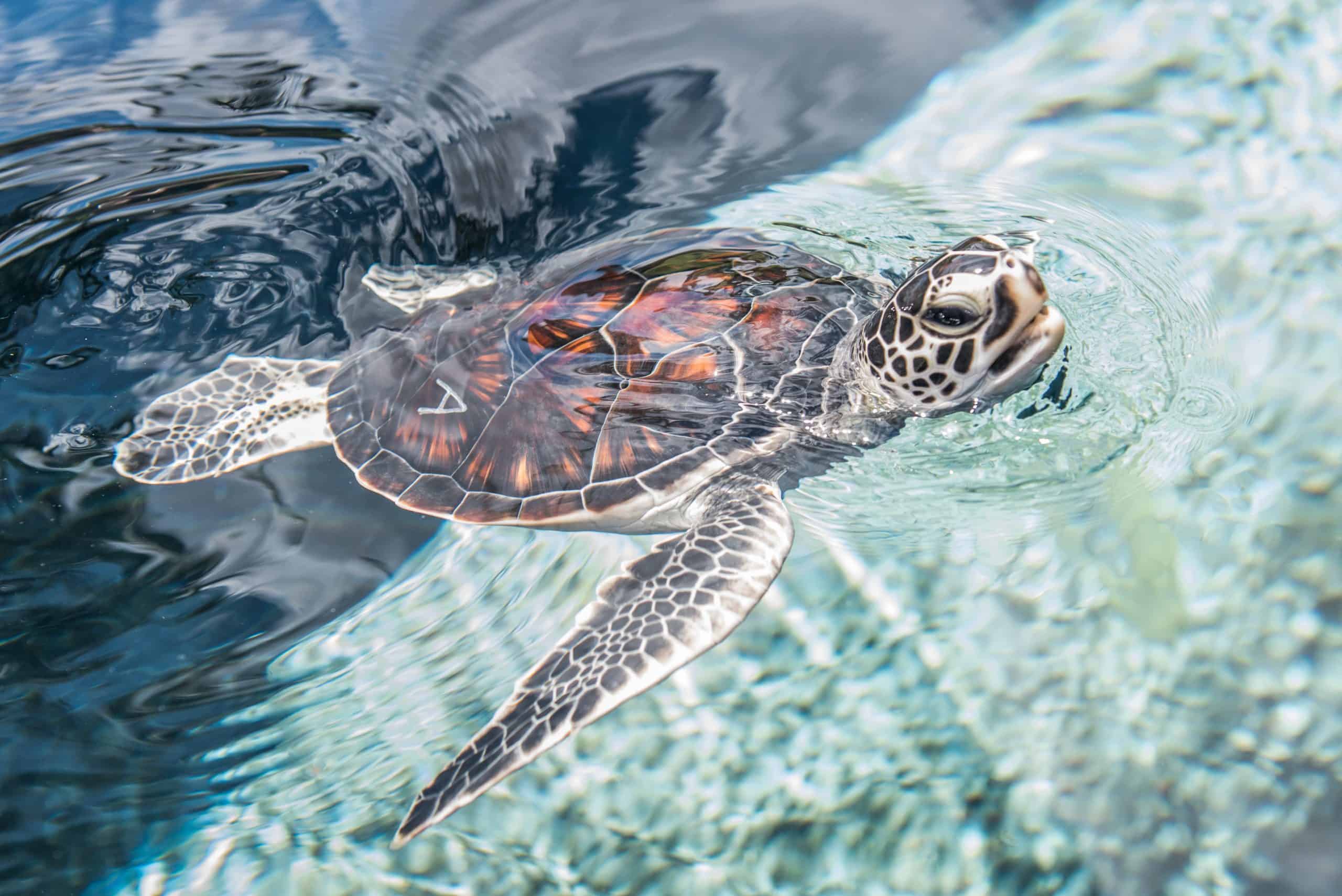 Hawaiian Green Sea Turtle - Maui Ocean Center