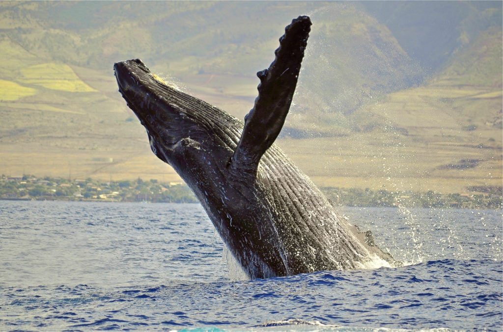 HUMPBACK WHALES IN MAUI
