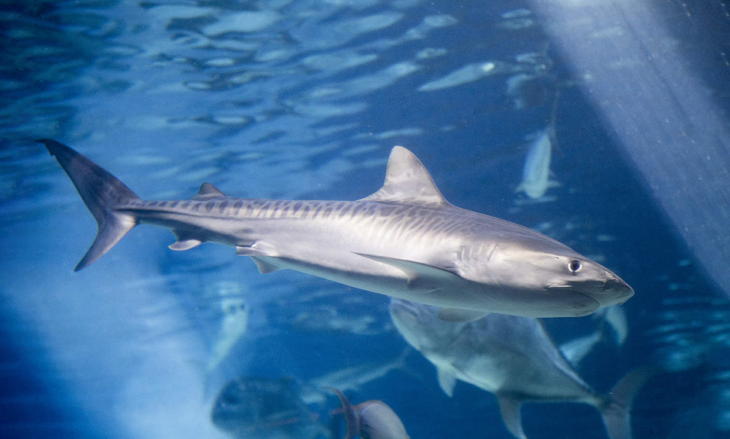 Tiger Shark Hawaii Marine Life