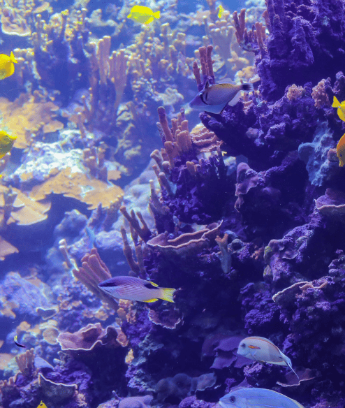Living Reef Exhibition