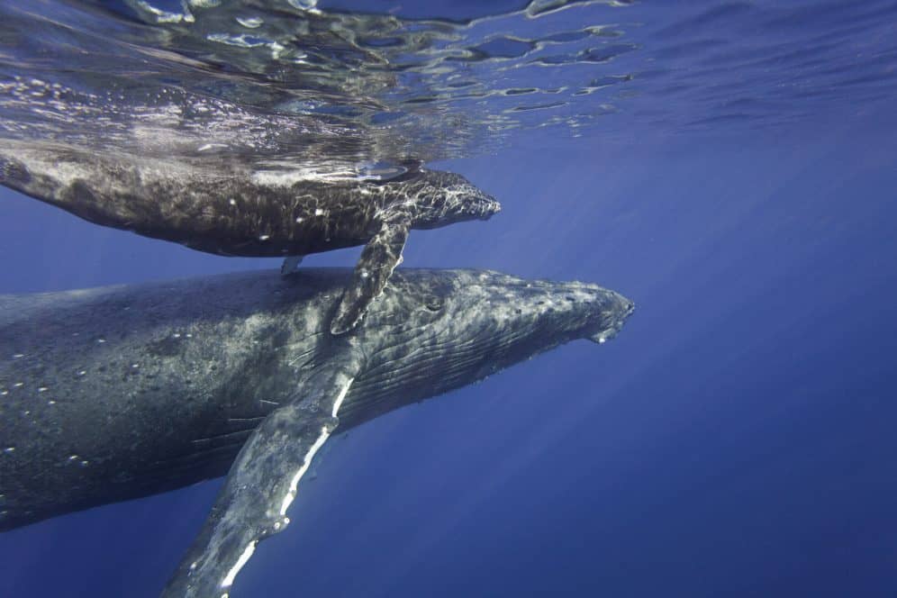 Humpback Whales and the Health of Our Oceans - Maui Ocean Center