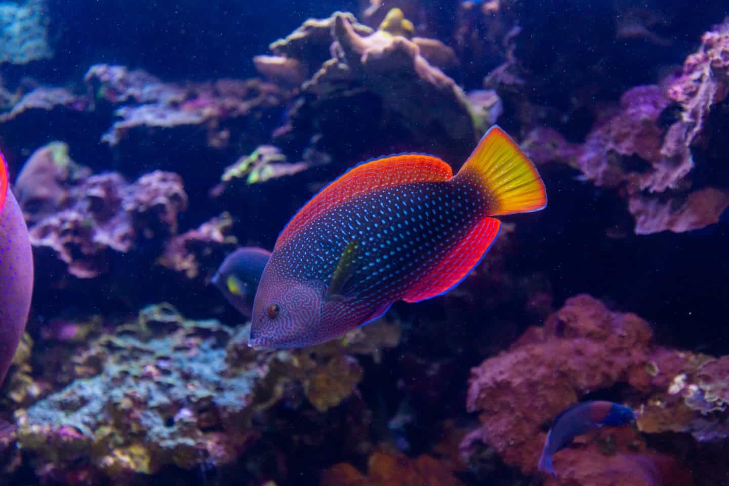 Living Reef Exhibition