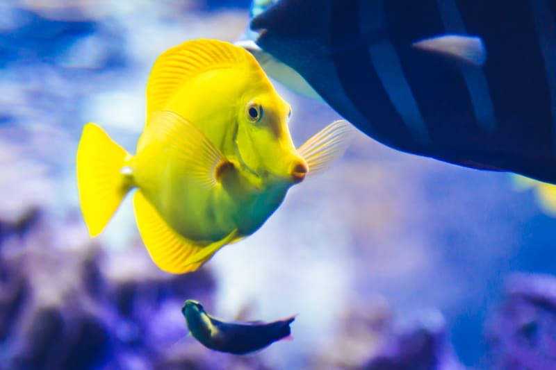 Yellow-Tang