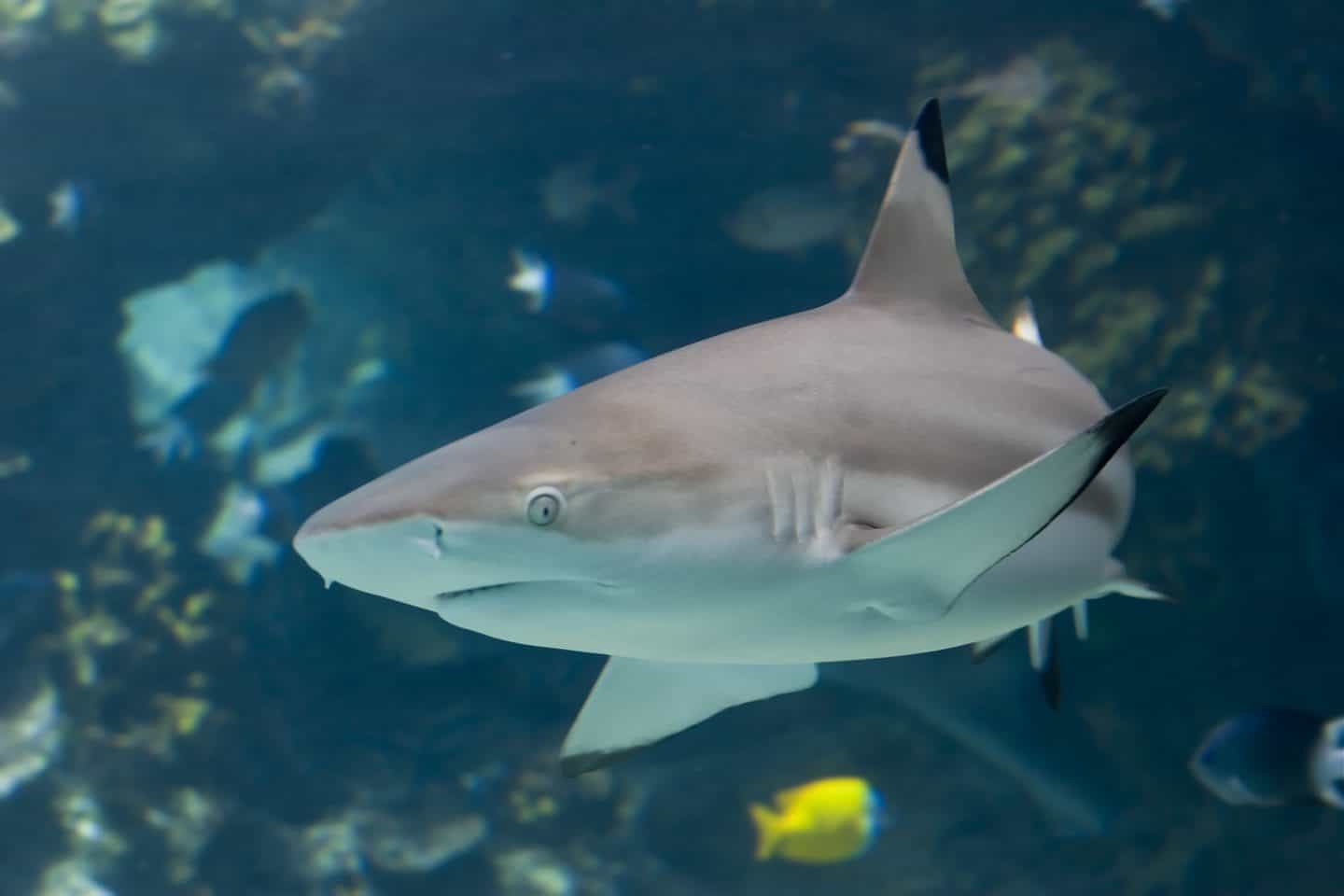 Blacktip