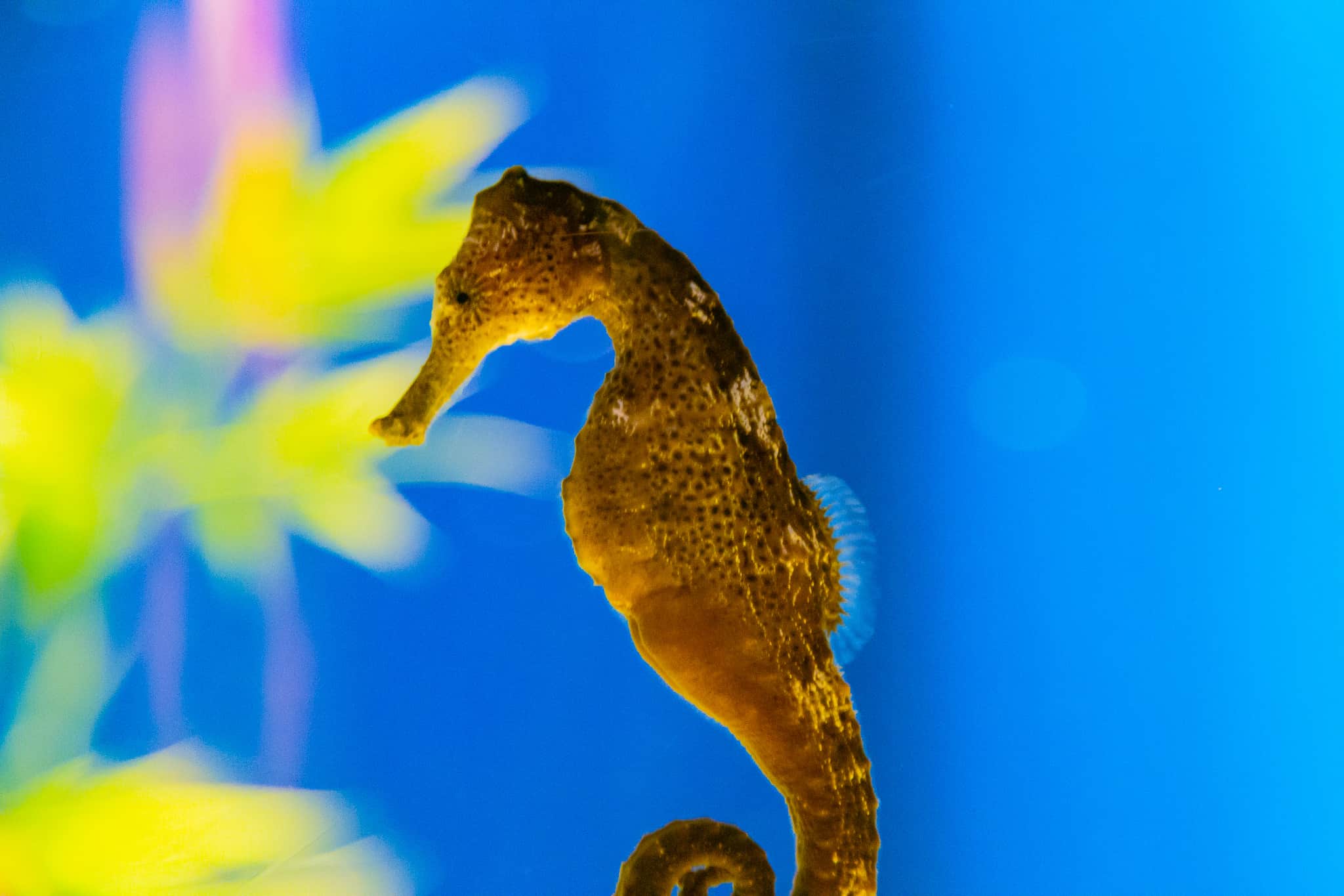 Smooth Seahorse | Hawaiian Marine Life