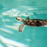 Turtle Lagoon in Maui