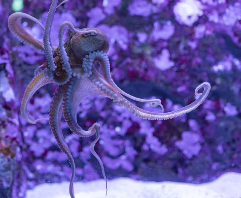 10 Surprisingly Spooky Sea Creature Facts to Get You Ready for Halloween