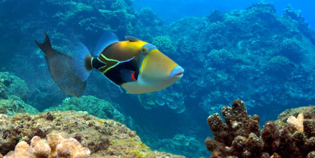 Reef Triggerfish