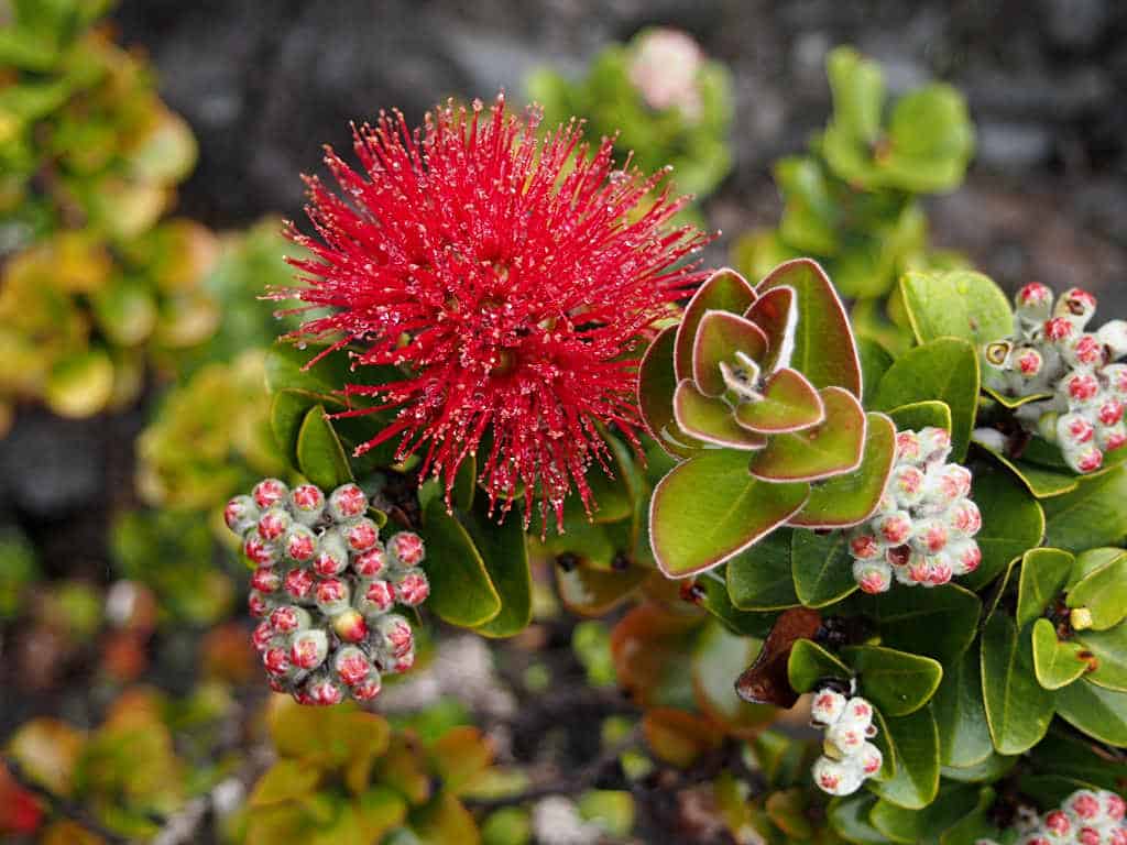 ohia lehua maui plant