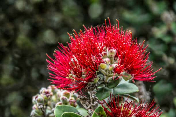 'ōh'a lehua