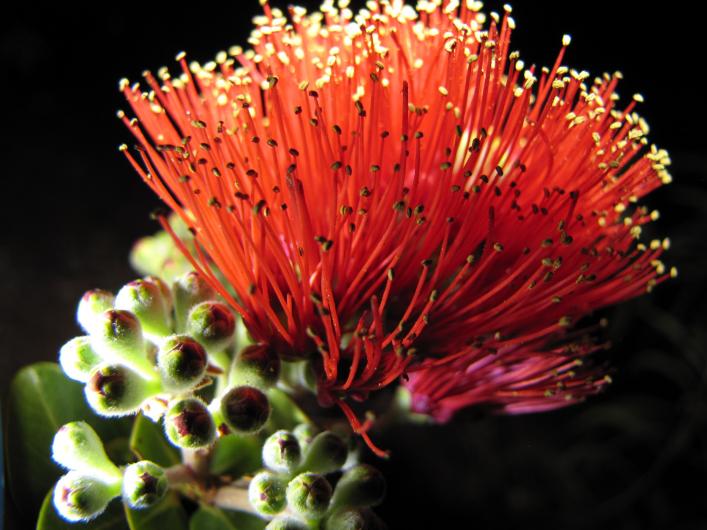 ohia lehua plant