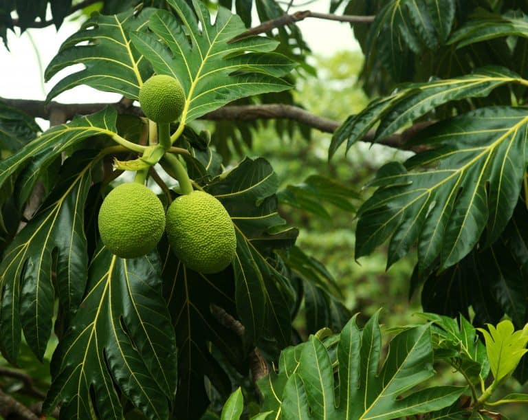 Ulu (Breadfruit)