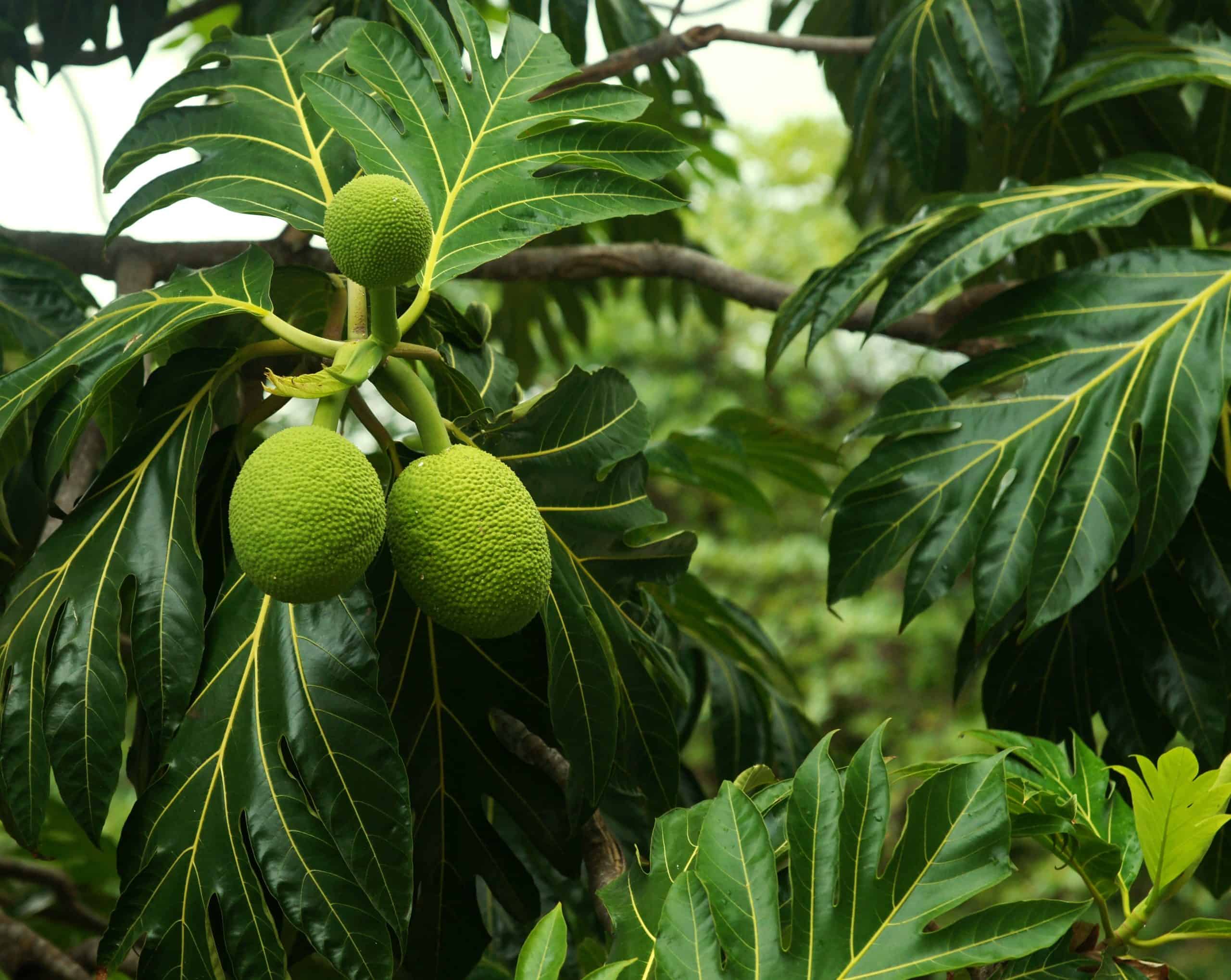 The Ulu Breadfruit Hawaiian Plant Life