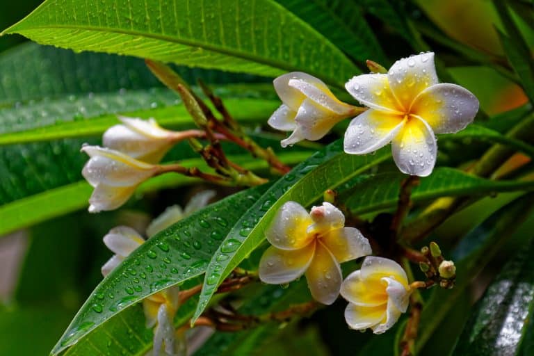 Melia – (Plumeria)
