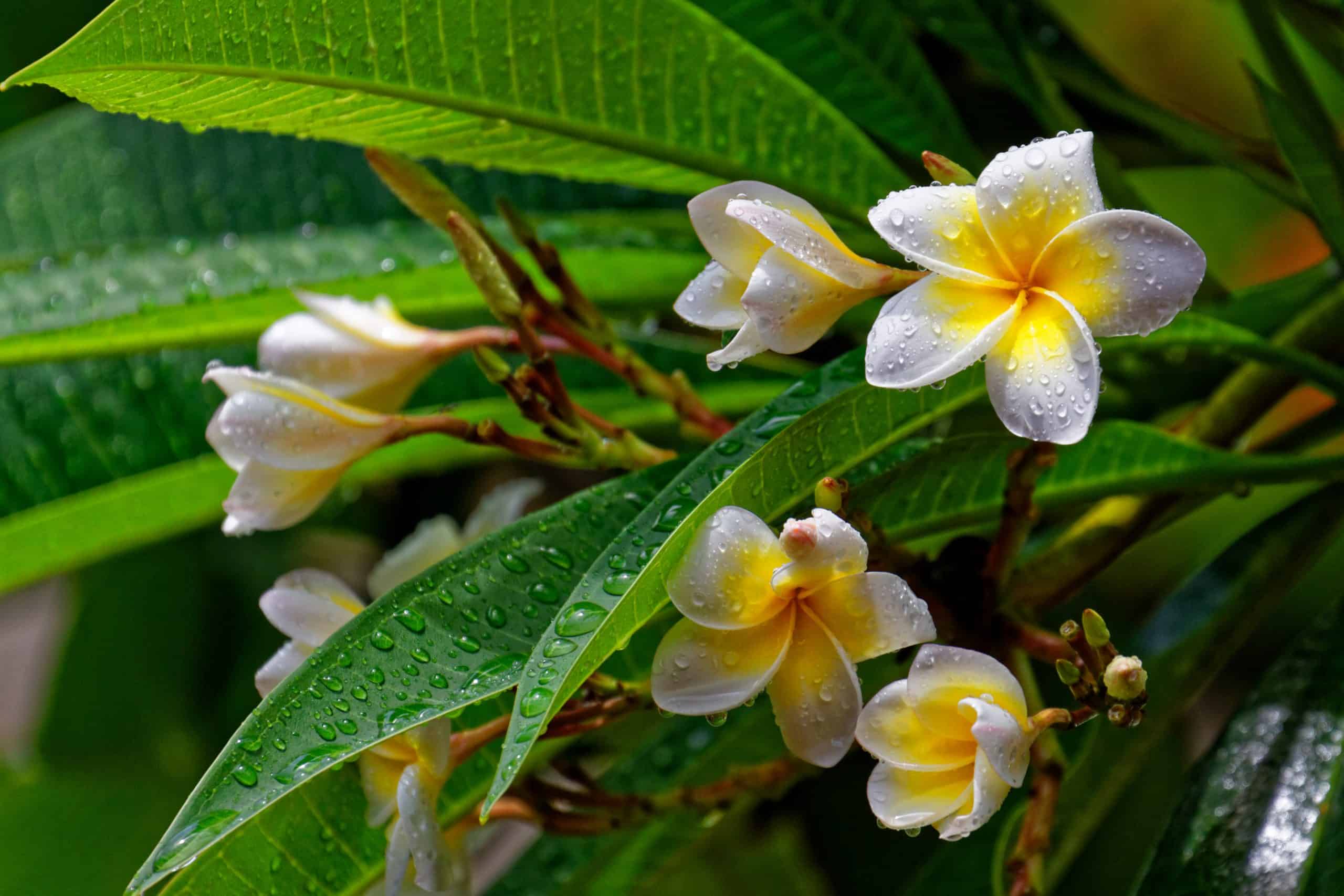 Plumeria | Hawaii Plant Life