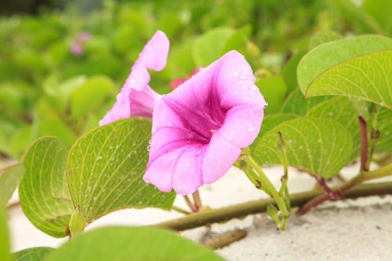 Pōhuehue – Beach Morning Glory