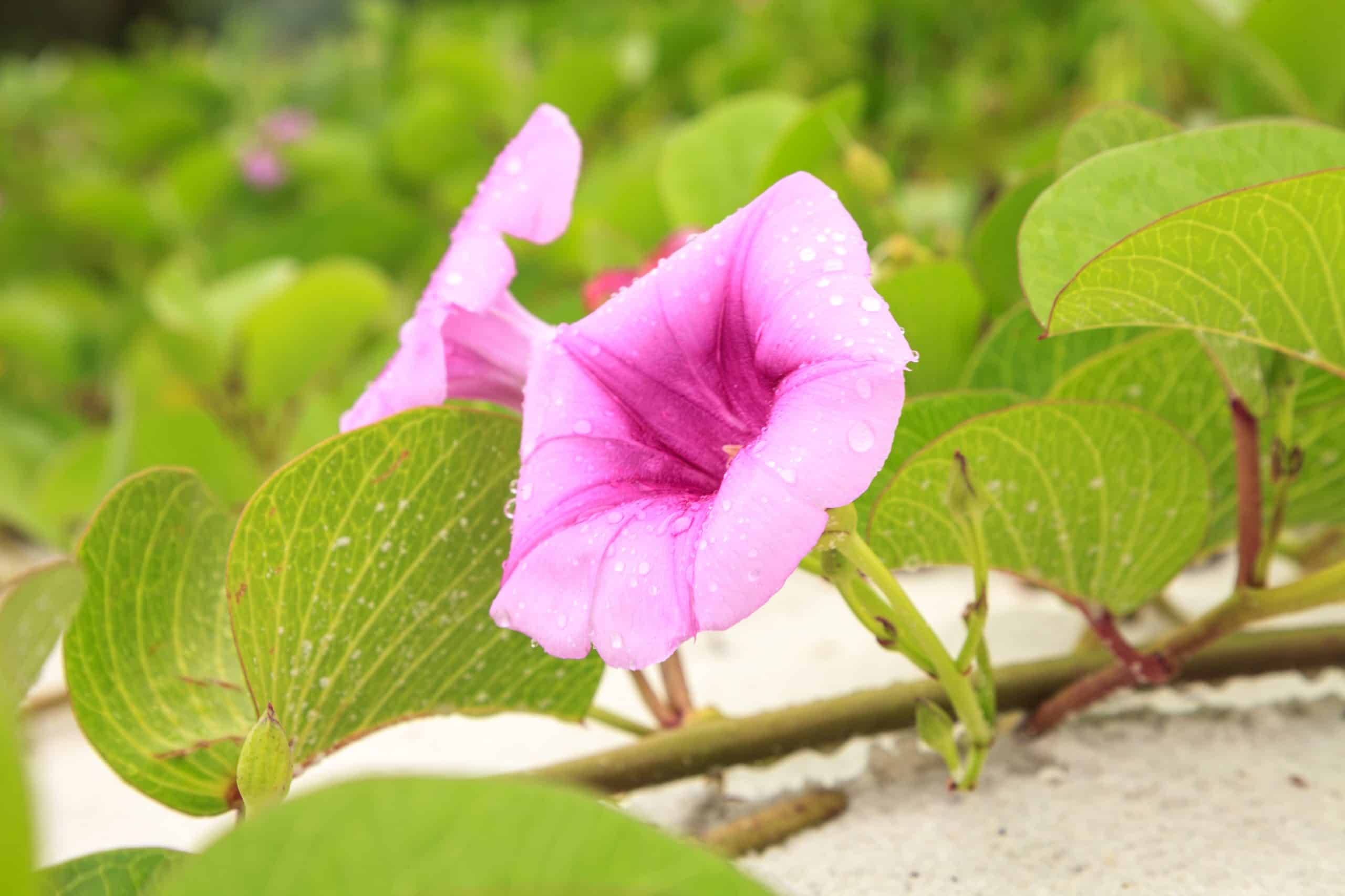 Pōhuehue - Beach Morning Glory - Maui Ocean Center 