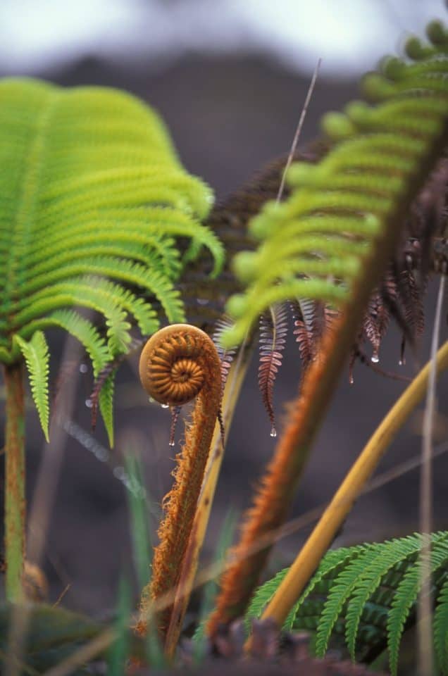 Hawaii Tree Fern | Hawaiian Plant Life