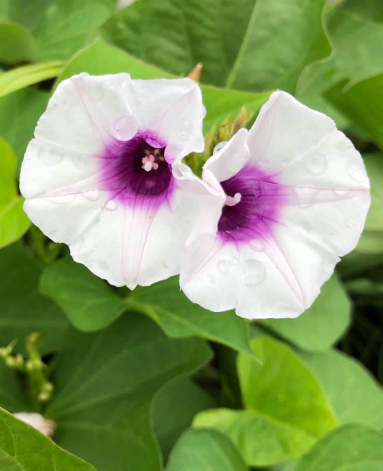ʻUala (Hawaiian Sweet Potato)