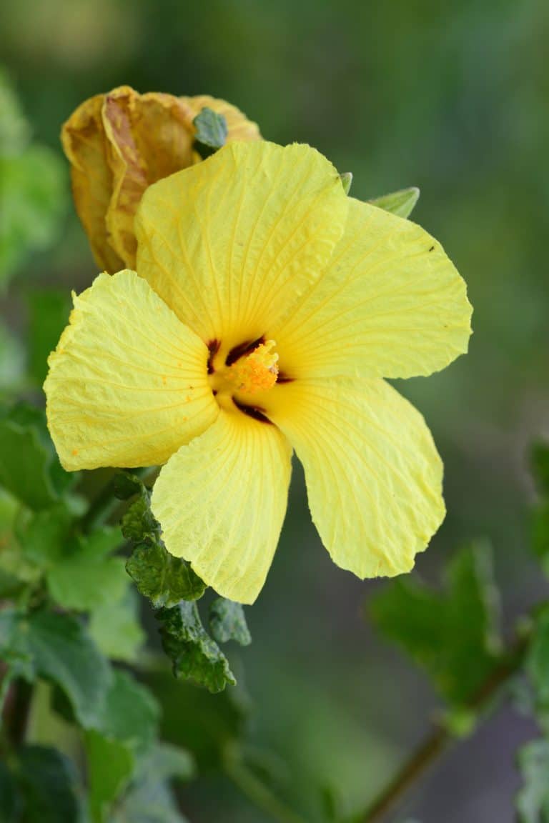 Ma’o Hau Hele (Hawaiian Hibiscus)