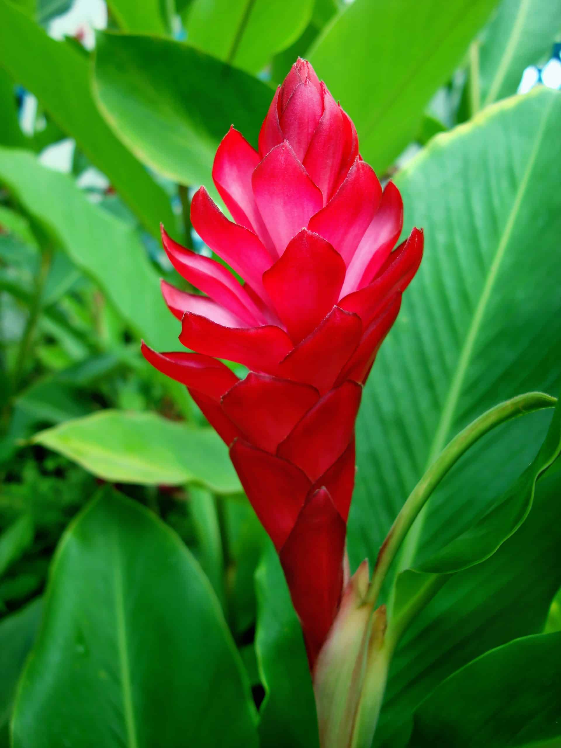 'Awapuhi 'ula 'ula (Red Ginger) - Maui Ocean Center