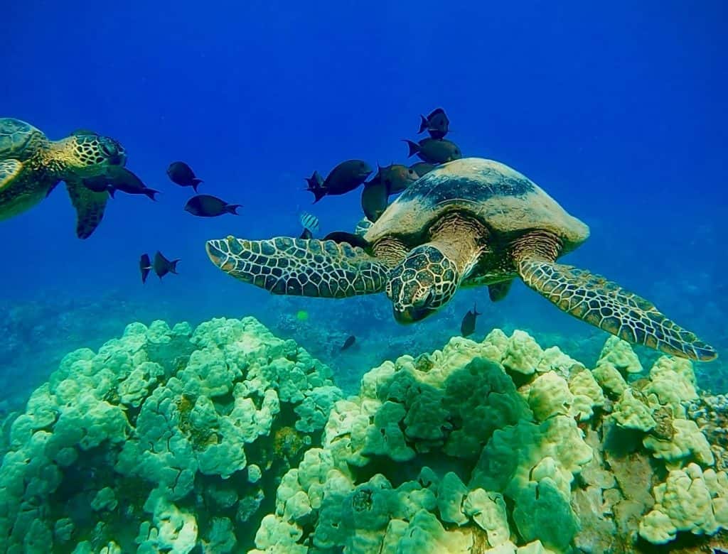 Snorkel Dive Maui