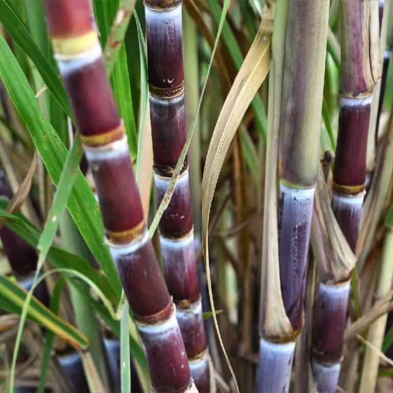 KŌ (Hawaiian Sugarcane)