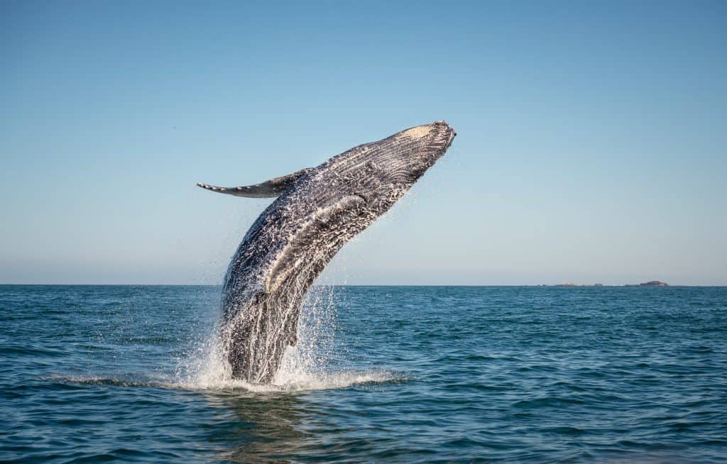 Whale watching tours in Maui