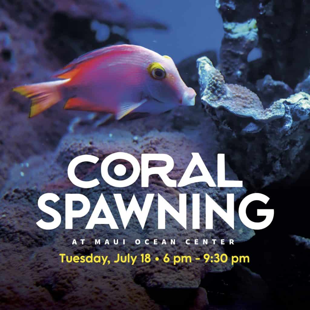 coral spawning night