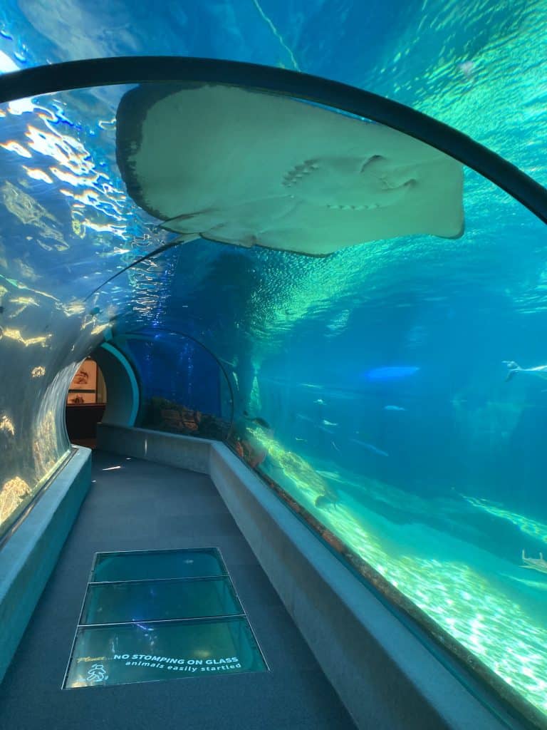 sting ray tunnel
