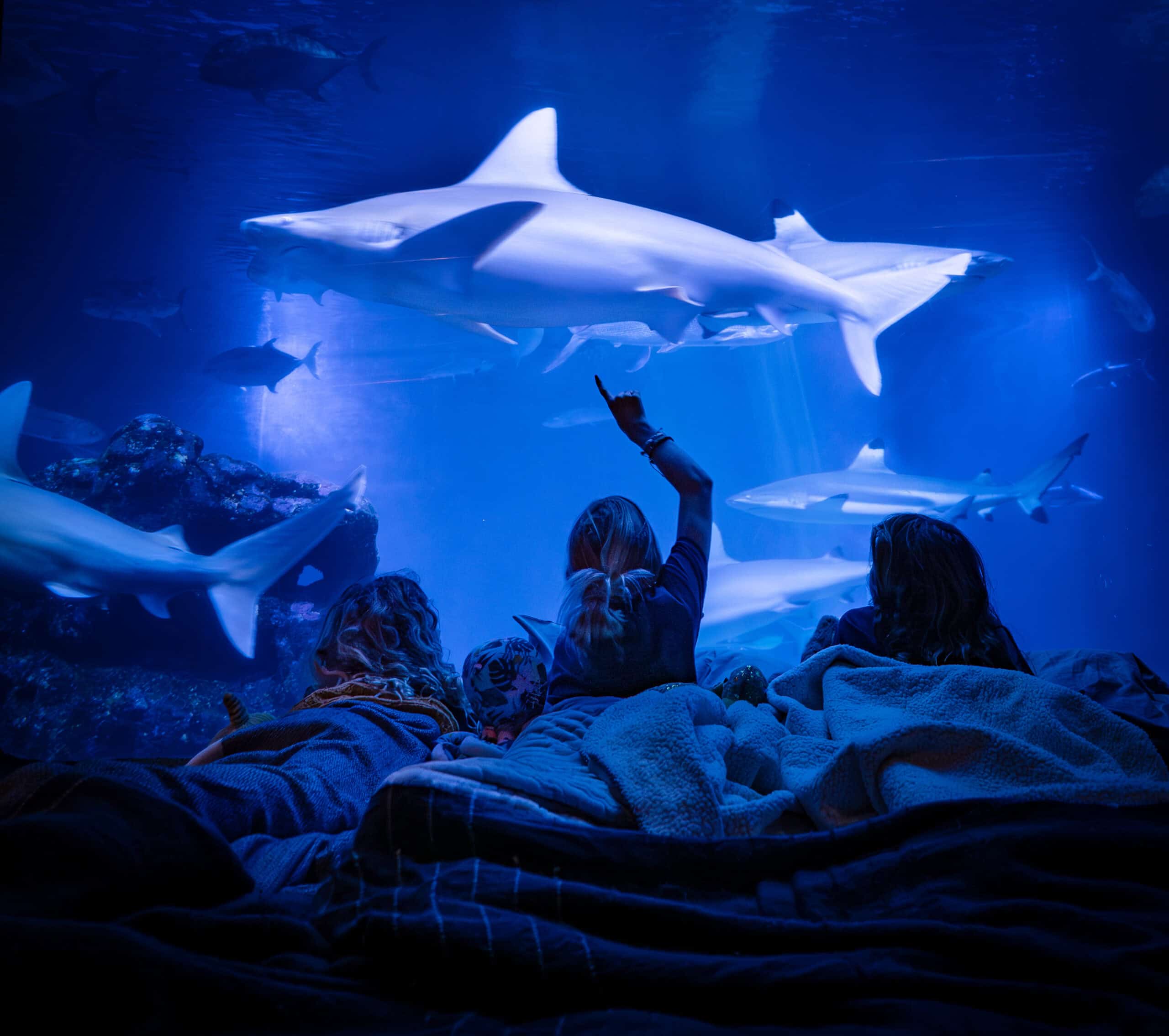 Have a sleepover in our openocean exhibit and tunnel omongst our rays, tropical fish and sharks with your family and friends! Book today!