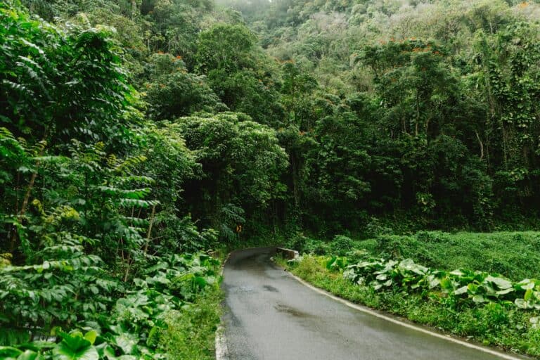 Road To Hāna: The Ultimate Maui Road Trip
