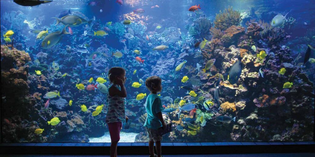 Children viewing vibrant marine life at Maui Ocean Center.