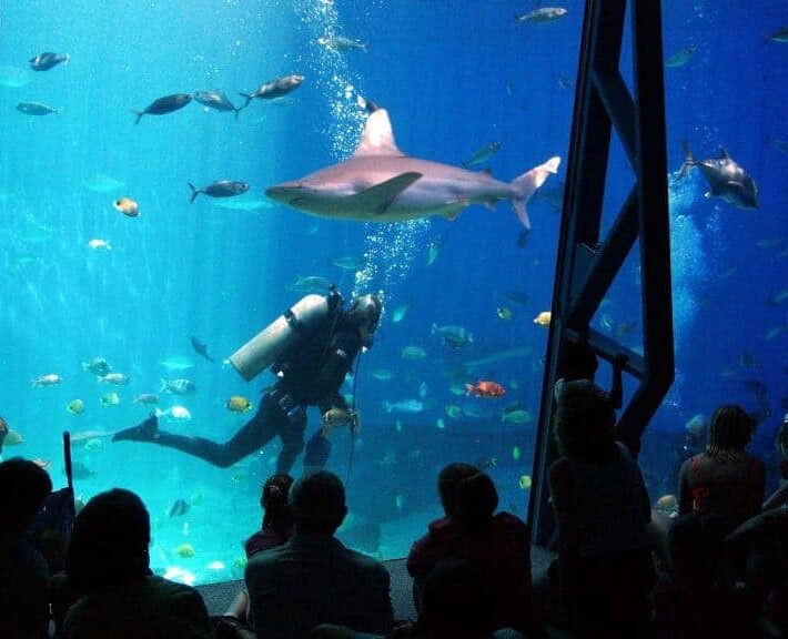 MOC harry and shark Robert Ramacher