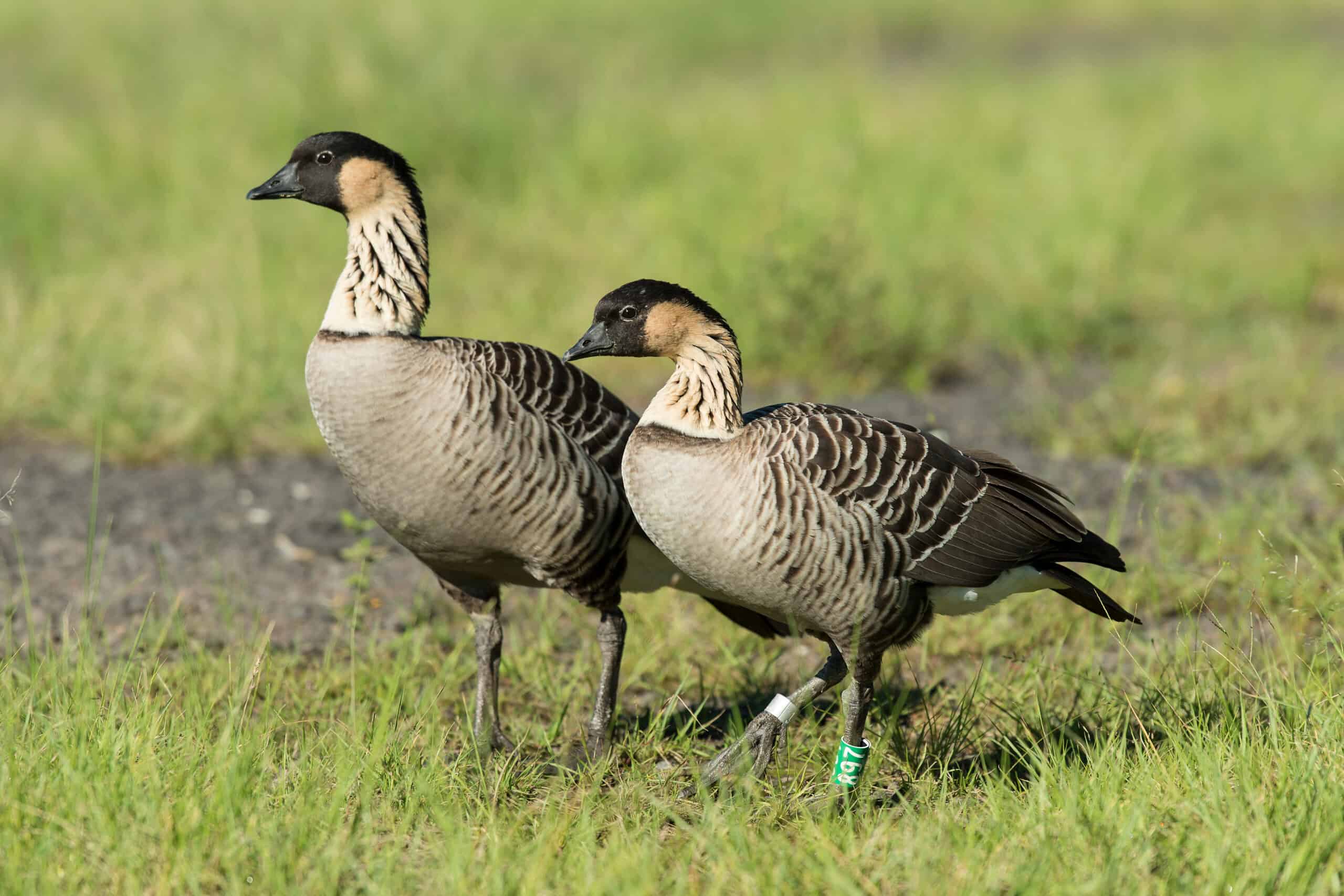 Nene goose