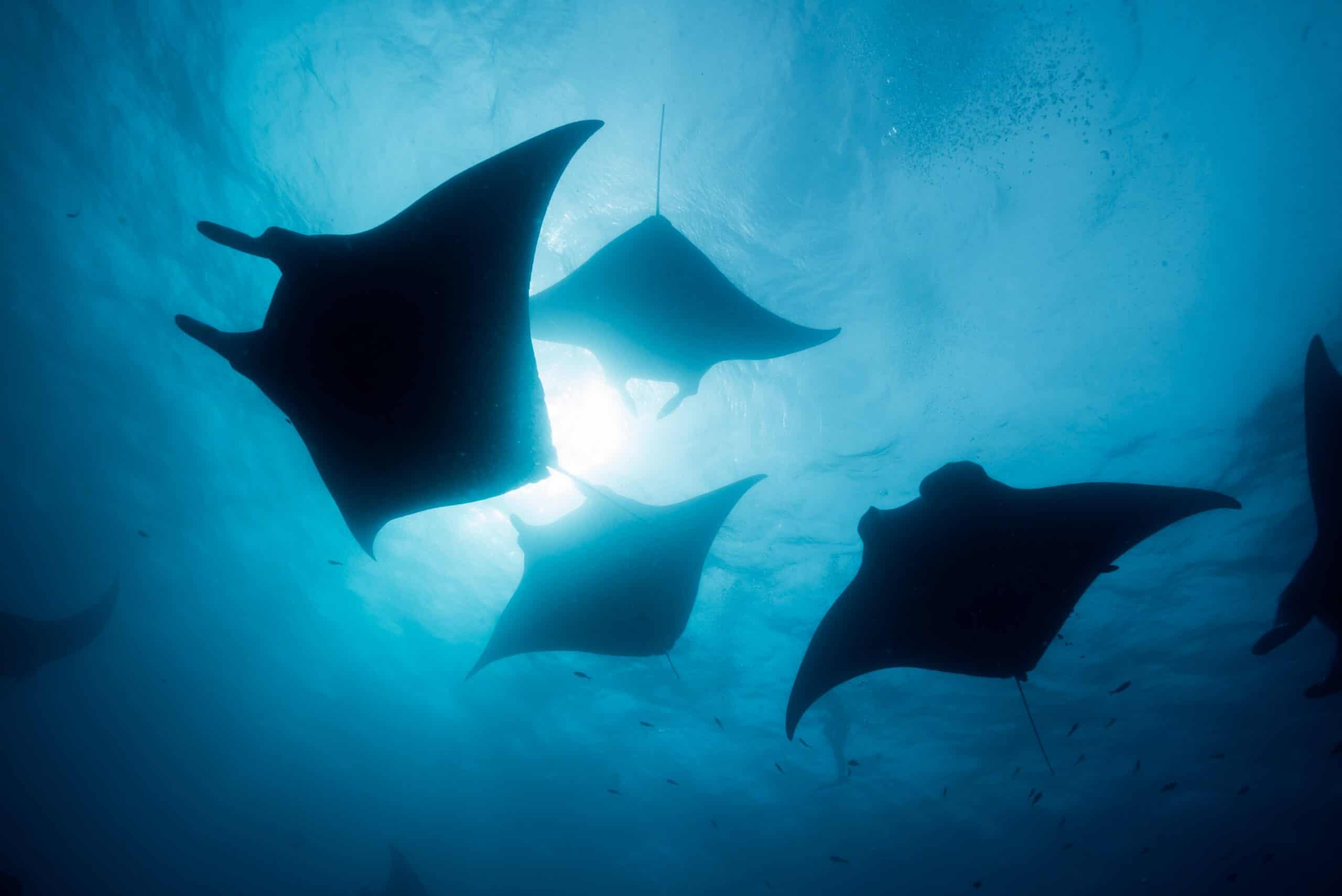 manta rays