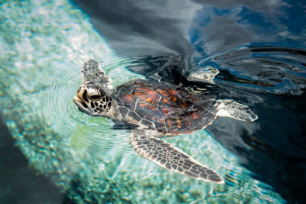 Honu above water at MOC