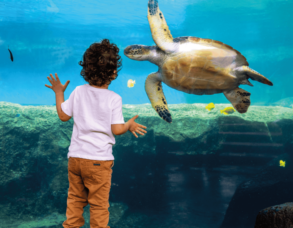 MOC Keiki Honu