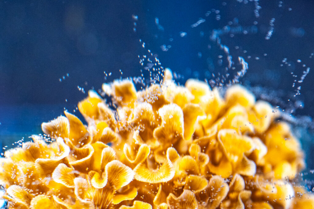 Coral Spawning Night at Maui Ocean Center