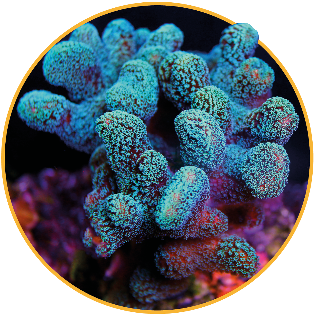 Maui Ocean Center Coral Spawning